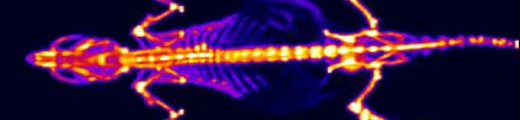 Tomografa por emisin de positrones de una rata  de laboratorio inoculada con fluorina